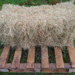 Meadow Hay – conventional bales